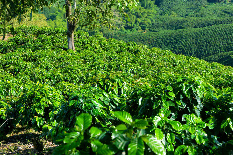 perkebunan kopi jalur bondowoso kawah ijen