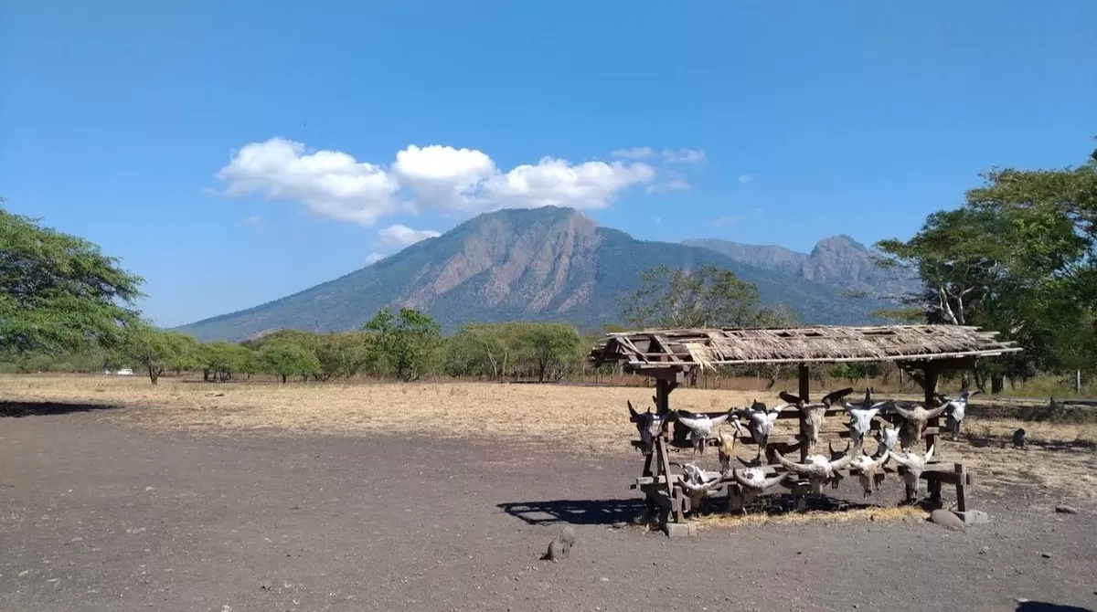 Savana terluas di Pulau Jawa di Taman Nasional Baluran