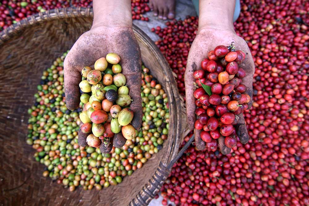 Kopi khas Banyuwangi untuk buah tangan wisatawan
