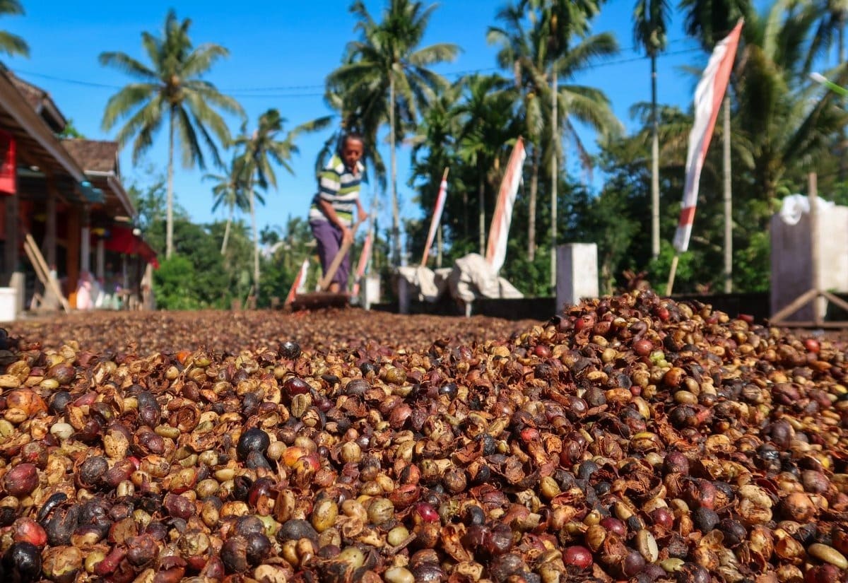 Proses pengolahan kopi Osing Banyuwangi